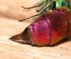 Chrysis clarinicollis